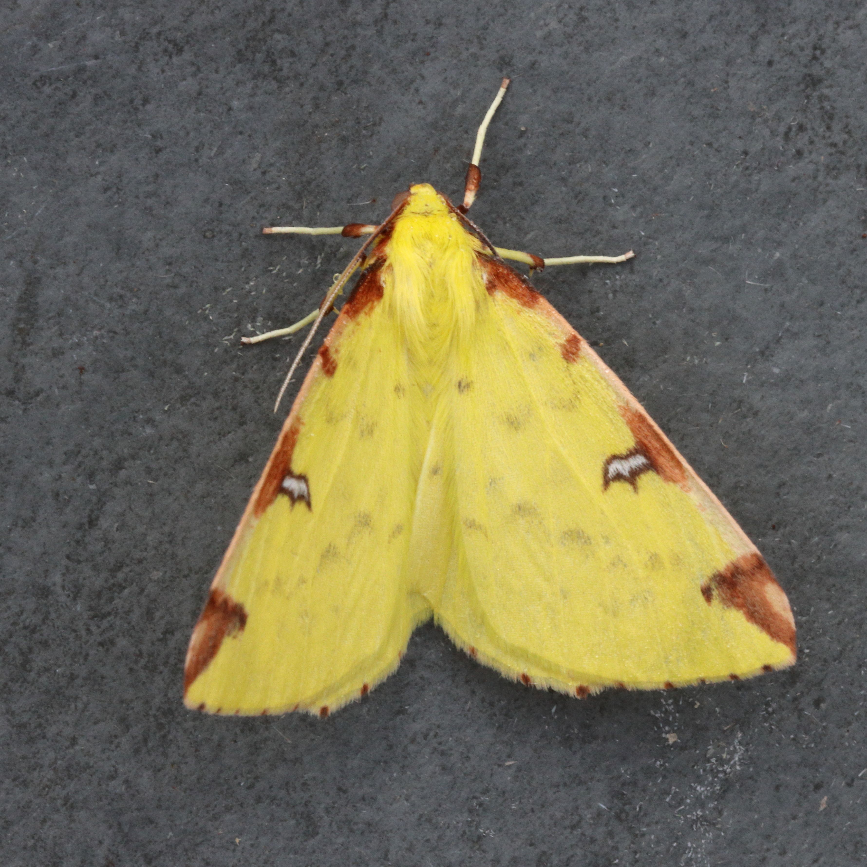 Photo of Brimstone Moth (Opisthograptis luteolata)